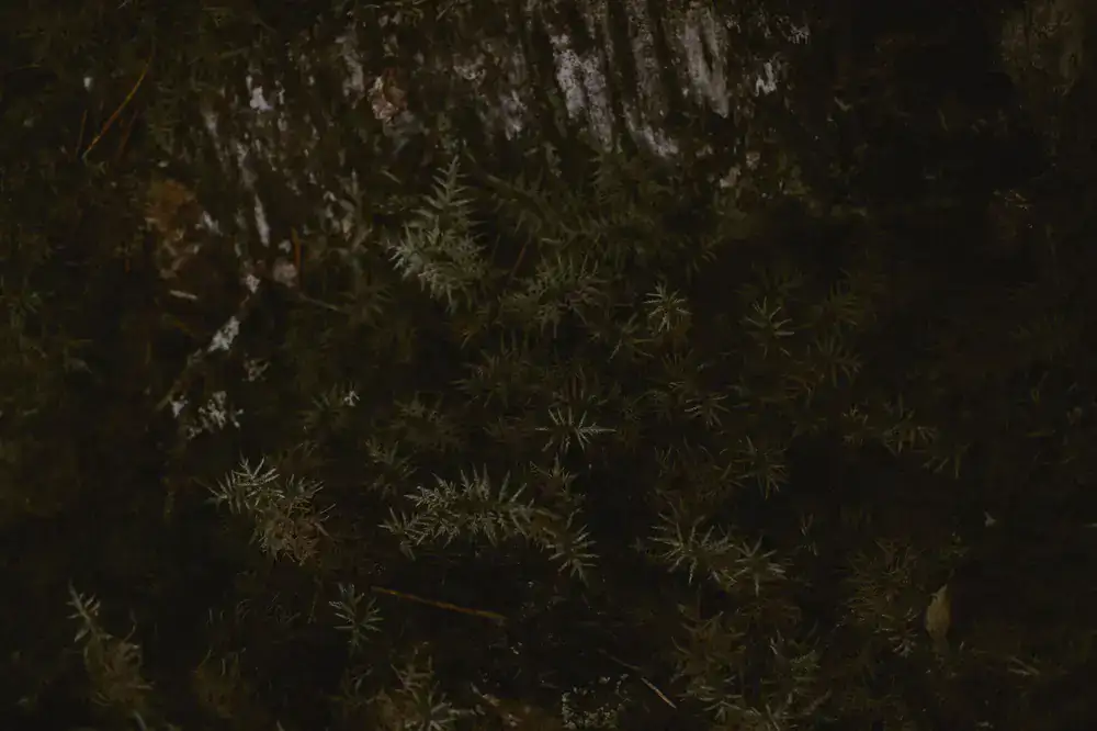 Dark dense pine forest with a small campfire in the distance