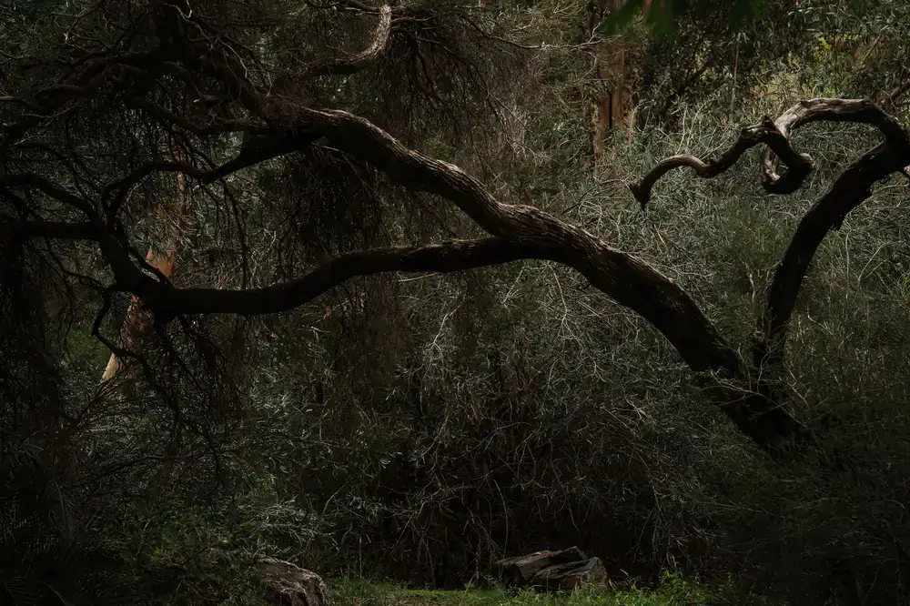 Concept art of a dense, dangerous forest
