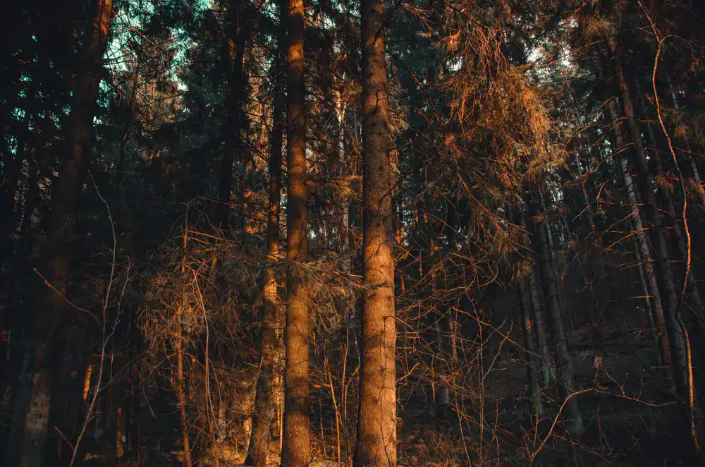 Concept art of a dense pine forest at dusk